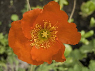 Image showing Iceland Poppy - Papaver nudicaule