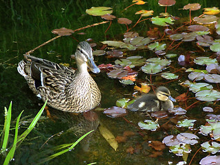 Image showing Mallard with Duckling