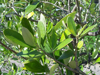 Image showing Olive Branch