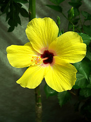 Image showing Yellow Hibiscus Bloom