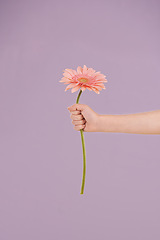 Image showing Studio, flower and hand presenting plant as gift from nature by kindness of child with pastel or floral. Purple background, kid and youth with daisy for care, eco friendly and giving in spring