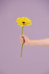 Image showing Studio, flower and hand giving gift of plant from nature by kindness of child with pastel or floral. Purple background, kid and youth with daisy for care, eco friendly and freshness in spring