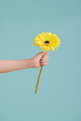 Image showing Hand, sunflower and studio for floral plant on blue background or presenting gift, growth or mockup space. Person, fingers and stem giving for nature kindness or springtime, offering or eco friendly