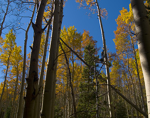 Image showing Autumn Forest