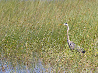 Image showing Great Blue Heron in Reeds