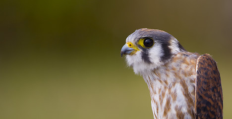 Image showing Kestrel Portrait