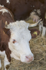 Image showing Cow