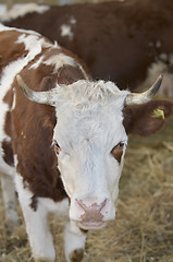 Image showing Cow