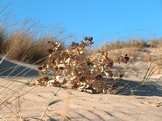 Image showing Eternal Rest