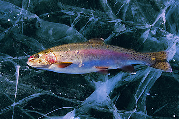 Image showing Trout on ice