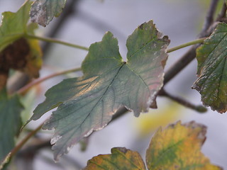 Image showing Leaves