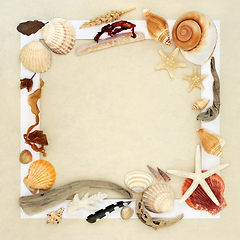 Image showing Seashells Flora Driftwood and Feather Background Frame