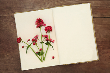 Image showing Red Valerian Herb Flower for Perfume Preparation