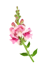 Image showing Antirrhinum Snapdragon Flower Herbal Medicine