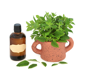 Image showing Lemon Balm Herb Alternative Herbal Medicine  