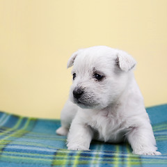 Image showing Puppy on a plaid