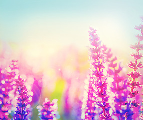 Image showing Lavender, closeup and field with flower in nature of spring with purple floral wallpaper and environment. Natural, plant and garden with sunshine and color from herb in meadow or farm in countryside