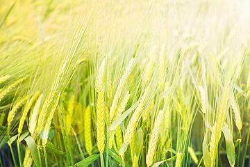 Image showing Field, nature and wheat grass in meadow for environment, ecosystem and landscape conservation. Natural background, wallpaper and plant, rye and barley growing for agriculture, farming and ecology