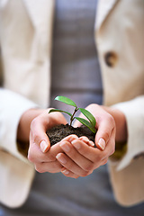 Image showing Hands, growth and woman with plant for green business, soil or agriculture, startup and economy closeup. Sustainability, future and zoom on investor with leaf sprout for corporate and agro merge