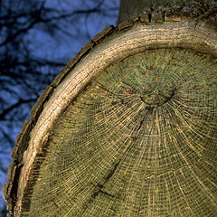 Image showing Eye Tree