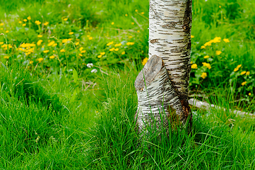 Image showing Sunlit birch tree surrounded by vibrant spring flowers and grass