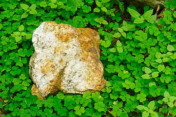 Image showing Rough white stone nestled in lush clover patch on a sunny aftern