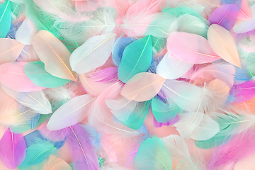 Image showing Feather Beauty Abstract Background