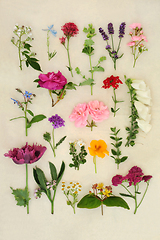 Image showing Large Collection of English Summer Flowers Herbs and Wildflowers