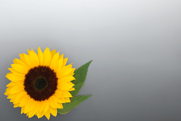 Image showing Summer Sunflower Flower Healthy Seed food