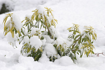 Image showing Winter Snow