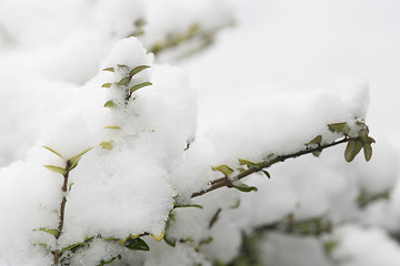 Image showing Snow Covered Plant