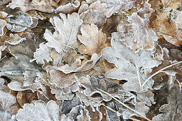 Image showing Frosted Leaves