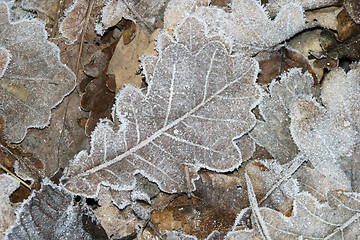 Image showing Frosted Leaves in Winter