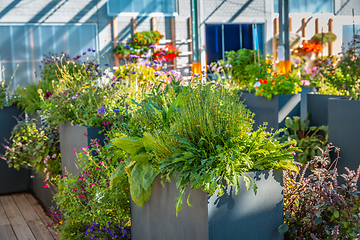 Image showing Big raised flower pots in shop, plants for terrace, balcony and garden