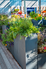 Image showing Big raised flower pots in shop, plants for terrace, balcony and garden