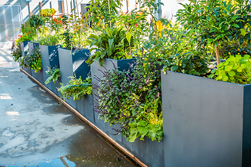 Image showing Big raised flower pots in shop, plants for terrace, balcony and garden