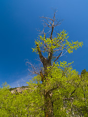 Image showing Old Tree in Spring