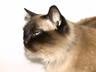 Image showing Upset birman cat