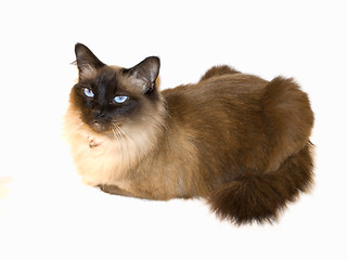 Image showing Upset birman cat