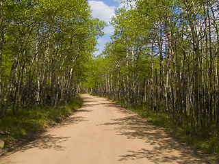 Image showing Shadows on a Spring Road