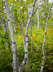 Image showing Young Birch in September