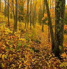 Image showing Deep Golden North Woods