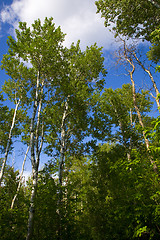 Image showing Green Trees Rise into Cloudy Sky 