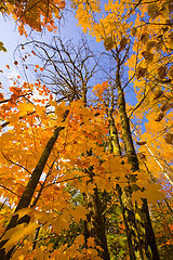 Image showing October Gold Reaching to the Sky