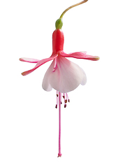 Image showing beautiful flower on white background