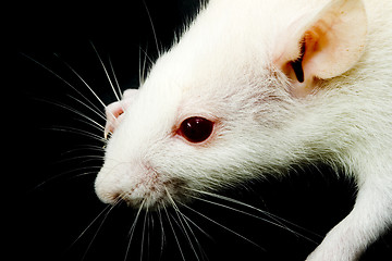 Image showing White Rat