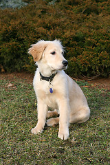 Image showing Golden Retriever Puppy