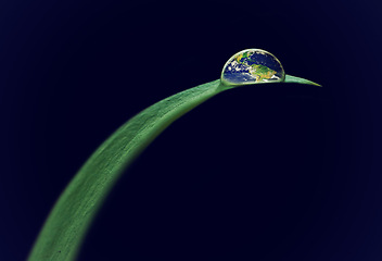 Image showing Water drops, leaf or plant in nature, planet or environment isolated on black background in studio. Earth, droplet or world on morning dew, texture or liquid on blade of grass closeup on mockup space