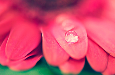 Image showing Water, droplet and flower in spring, blossom and bright with color, flora and season for bouquet. Morning, dewdrop and Red gerbera in closeup, daisy and nature in fresh, landscaping and garden