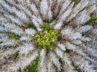 Image showing Aerial view of beautiful forest in autumn